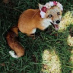 Meet your Posher, Foxy